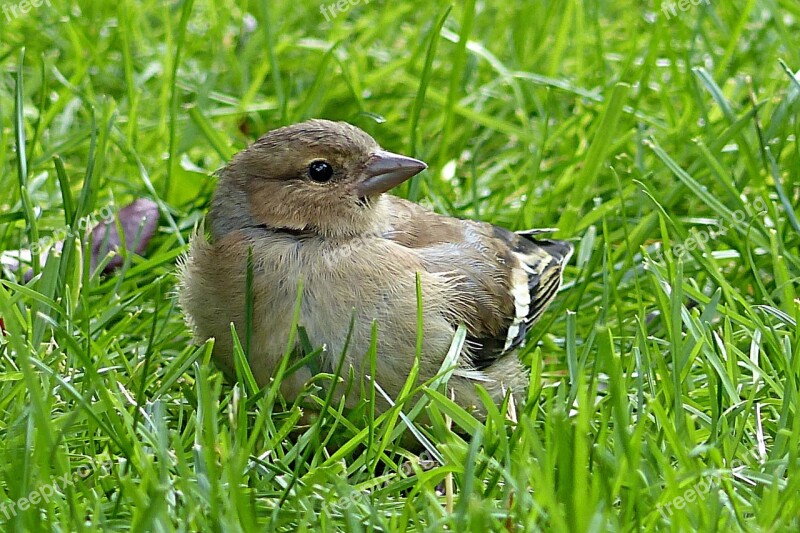 Chaffinch Fringilla Coelebs Bird Young Garden