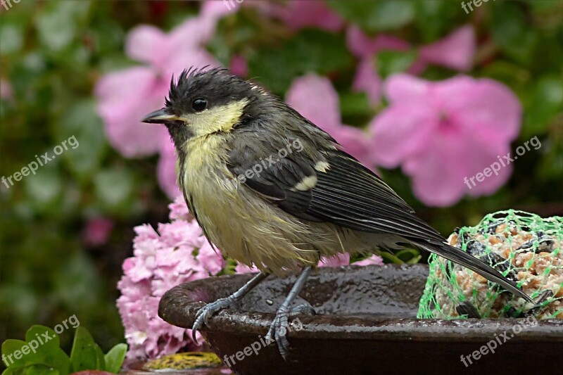 Tit Parus Major Bird Young Wet From Rain