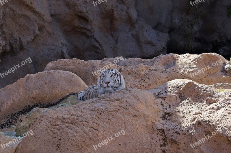 Tiger White Tiger Feral Cat Predator Animal