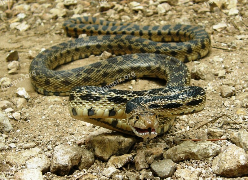 Gopher Snake Coiled Reptile Wildlife Non-venomous