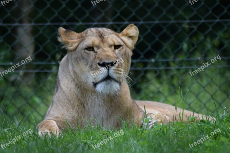 Zoo Wild Wild Animals Wildlife Lion