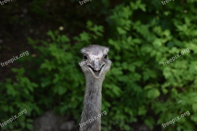 Emu Nature Wildlife Animal Head