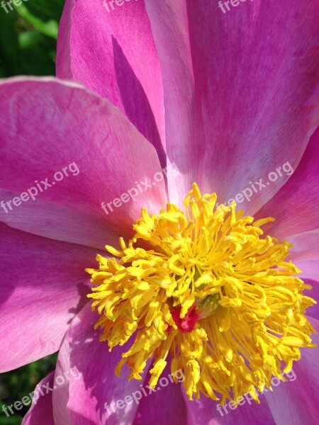 Wild Rose Flower Plant Floral Petal