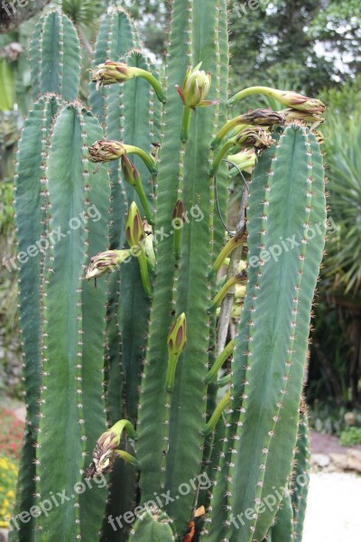 Columnar Cacti Costa Rica Jardin Botanico Lankester Cactus Flowers Exotic