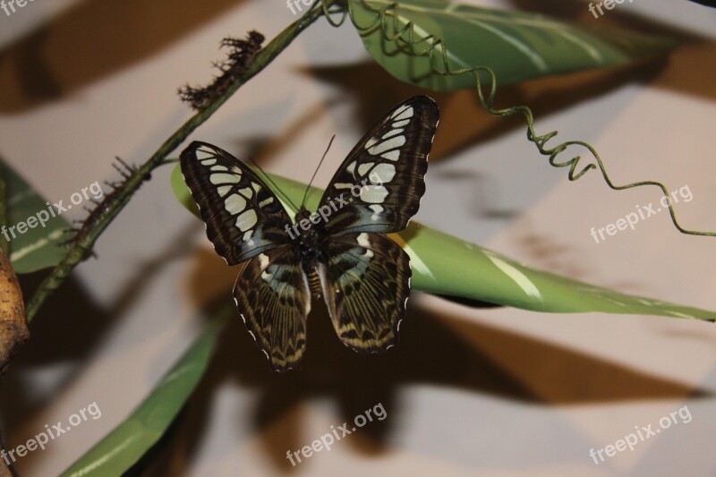 Nature Butterfly Thailand Phuket Free Photos