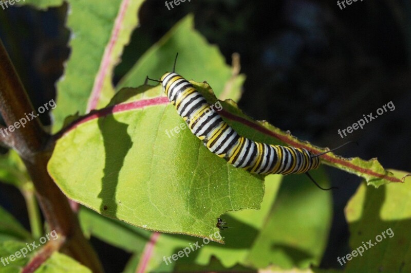 Caterpillar Milk Thistle Monarch Butterfly Free Photos