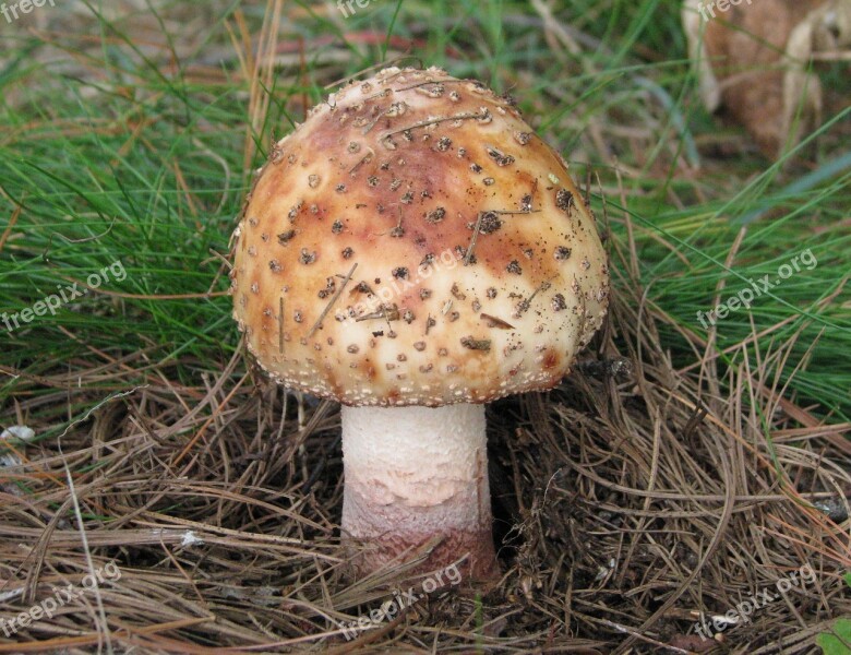 Wild Mushroom Toadstool Fungus Grackle Island Deer Rock Lake