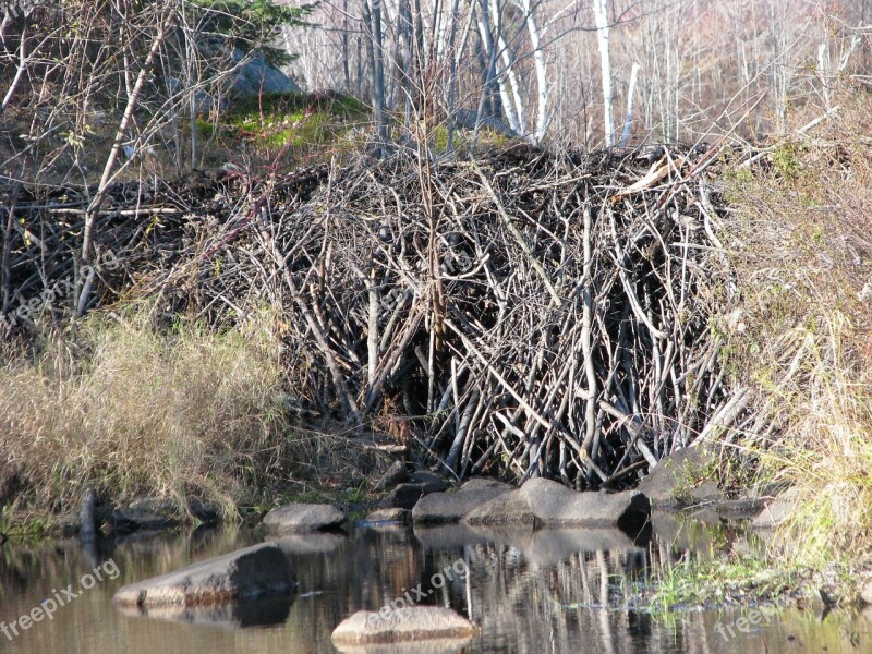 Beaver Dam Close-up Deer Rock Lake Ontario Canada