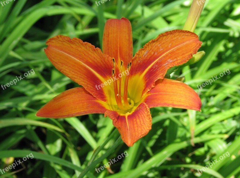 Orange Daylily Tawny Daylily Tiger Daylily Fulvous Daylily Ditch Lily