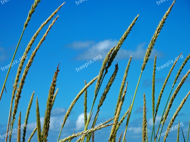 Dune Grass Dunes Coast Sand Beach