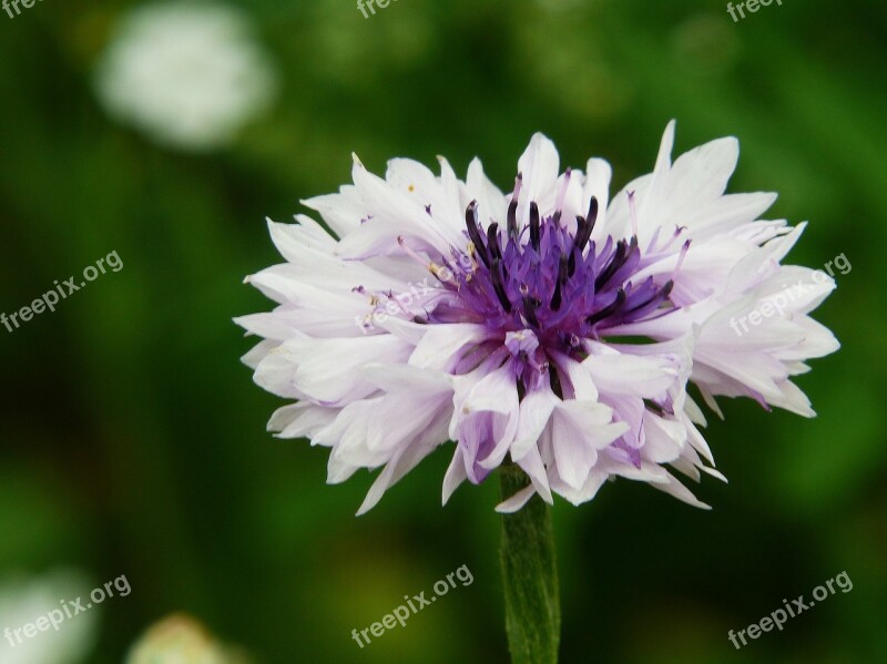 Cornflower Flower Meadow Mutation White Purple