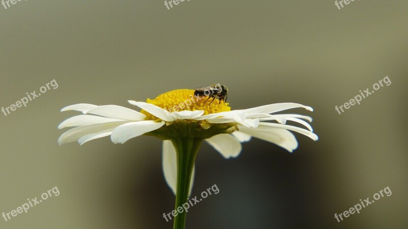 Chamomile Insect Fly Medicinal Herb Medicinal Plant