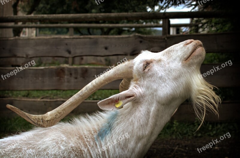 Goat Goatee Billy Goat Livestock Domestic Goat