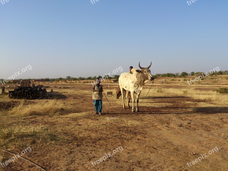 Ouahigouya Burkina Faso Cow Work Perseverance