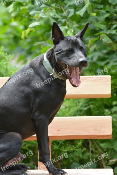 Thai Ridgeback Thai Ridgeback Dog Ridgeback Black Dog Dog