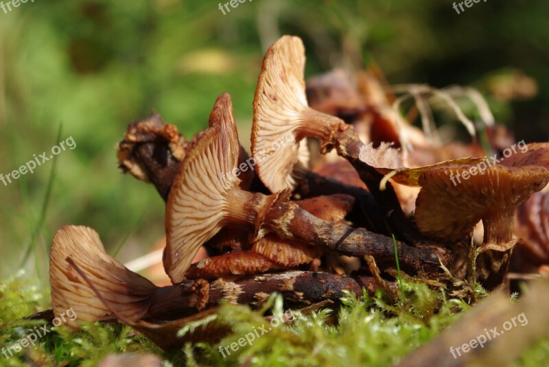 Mushrooms Forest Ground Autumn Toxic