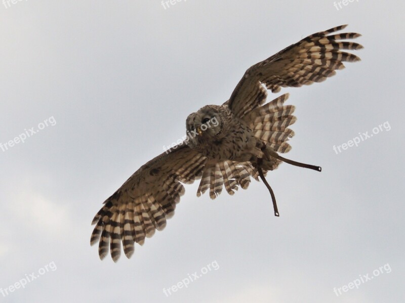 Raptor In Flight Span Wings Heaven Fly