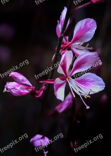 Blossom Bloom Close Up Pink Shrub