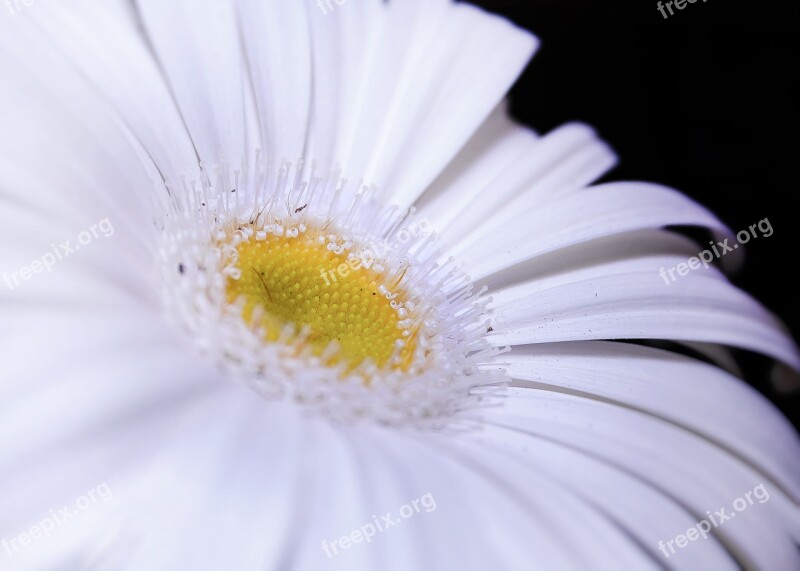 Gerbera White Close Up Petals Flower