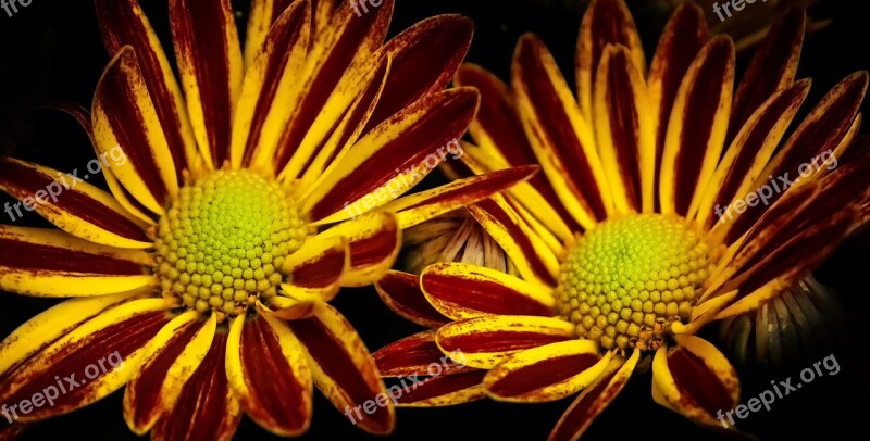 Chrysanthemum Double Twins Yellow Red