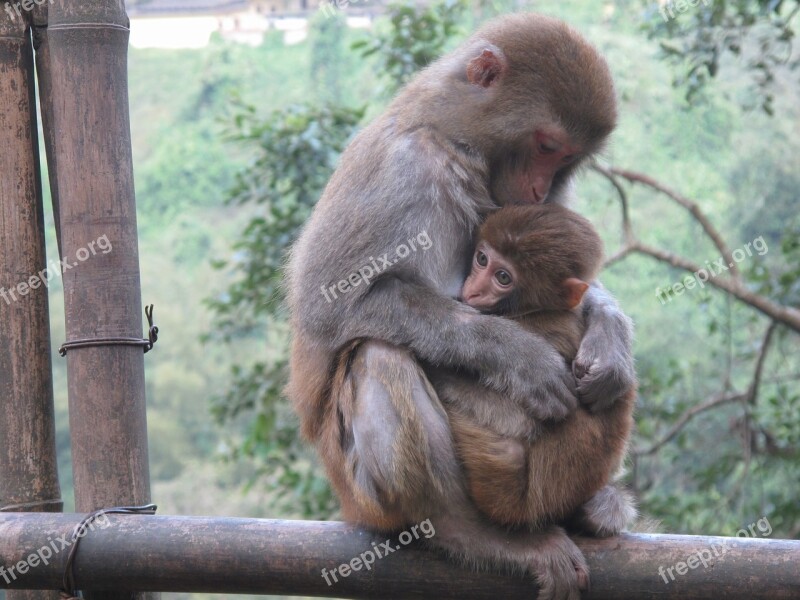 Monkey Macaque Animal Primates Free Photos