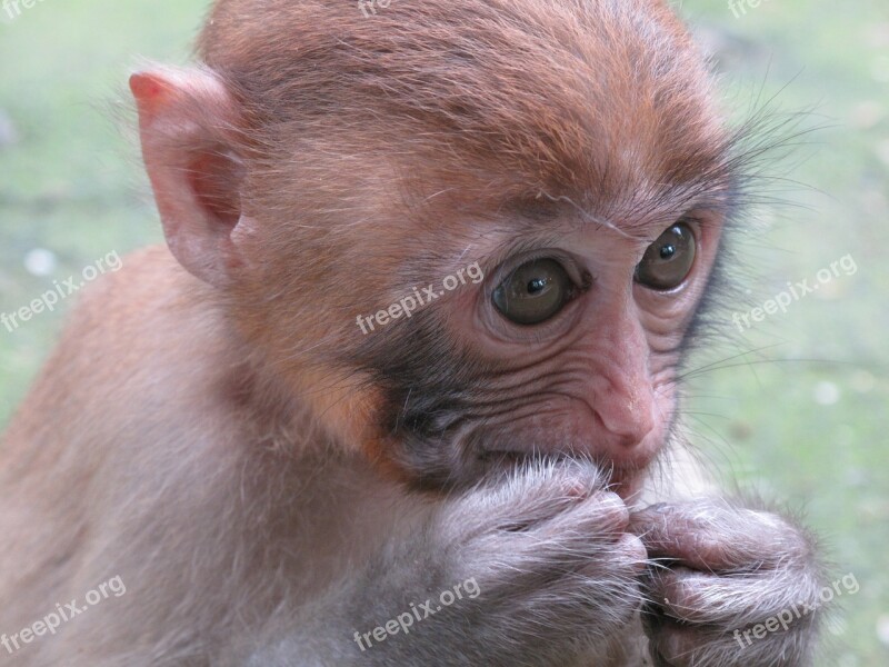 Monkey Macaque Animal Primates Free Photos