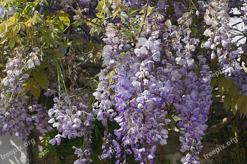 Flowers Wisteria Purple Garden Nature