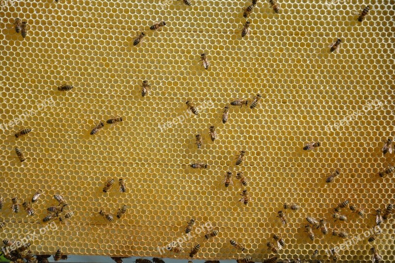 Honeycomb Honey Sweet Bees Young Bee