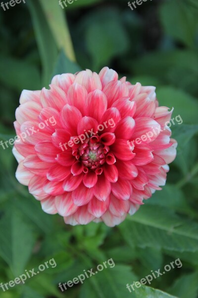 Schmuck-dahlia White Pink Composites Close Up Petals