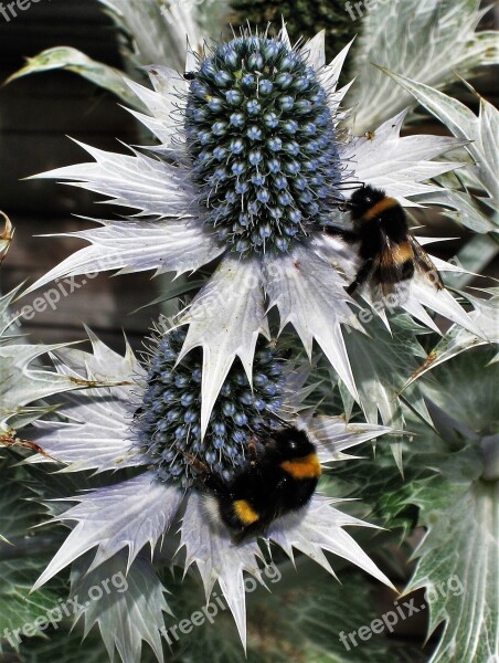 Ornamental Thistles Bumblebees Bluish Umbelliferae Greyish