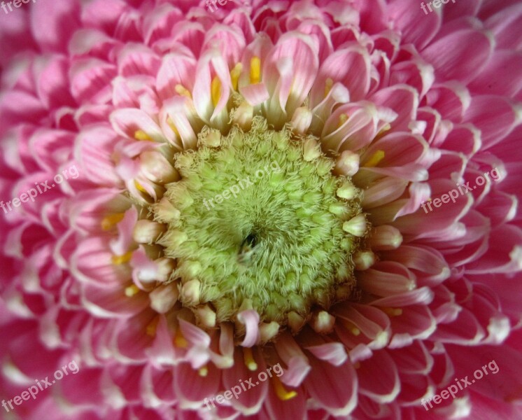 Gerbera Close Up Petals Stamen Rose