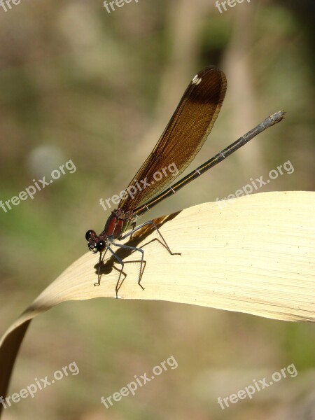 Dragonfly Black Dragonfly Translucent Wings Calopteryx Haemorrhoidalis Iridescent