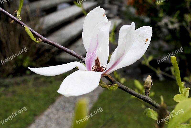 Magnolia Flower Pink White Nature