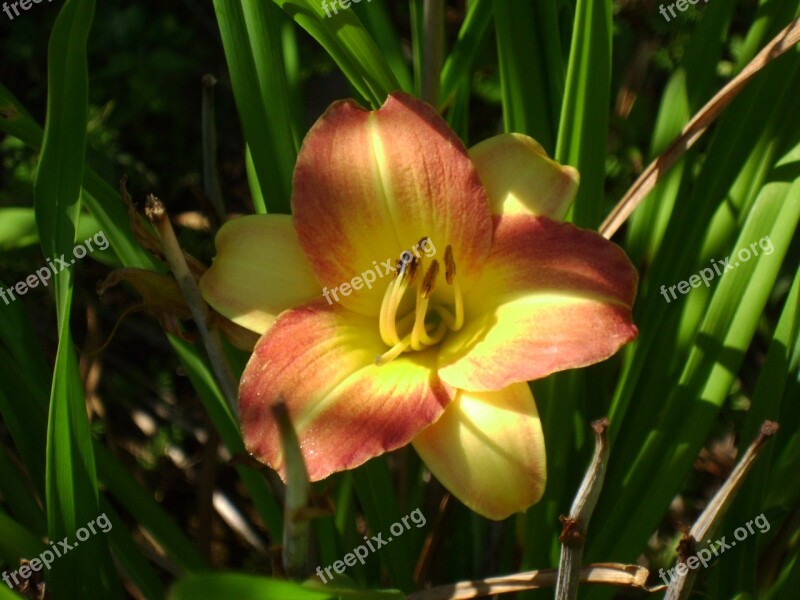 Daylily Hemerocallis Yellow Flora Nature