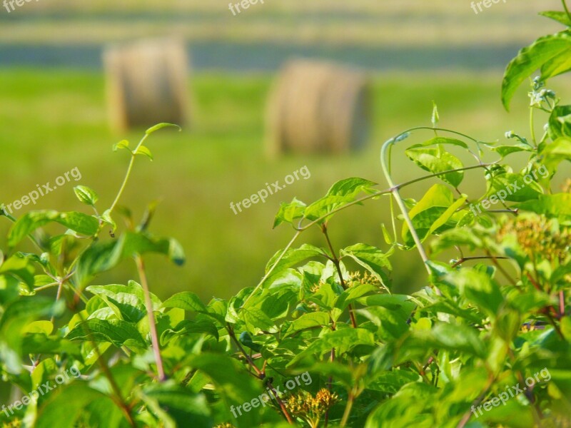 Field Nature Straw Bundle Green