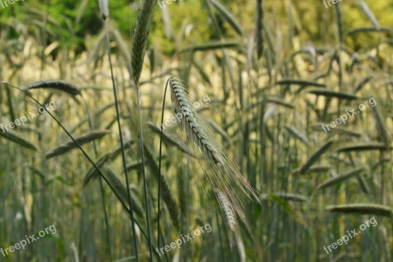 Cornfield Cereals Field Summer Spike