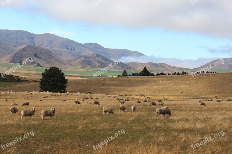 New Zealand Sheep Autumn South Island Mountains