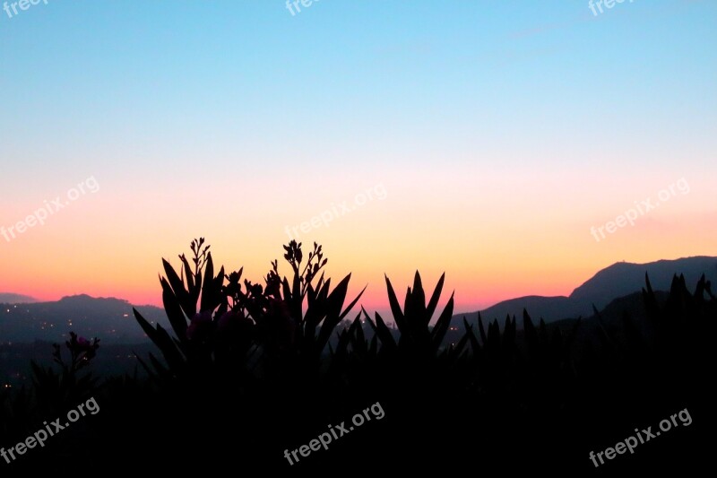 Glow Griffith Observatory Flowers Shadow Free Photos