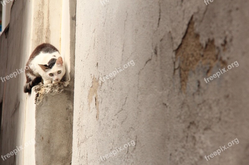 Wall Grey Cat Autumn Animal