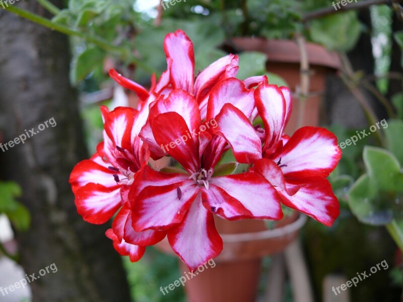 Flower Geranium Green Garden Red Petals