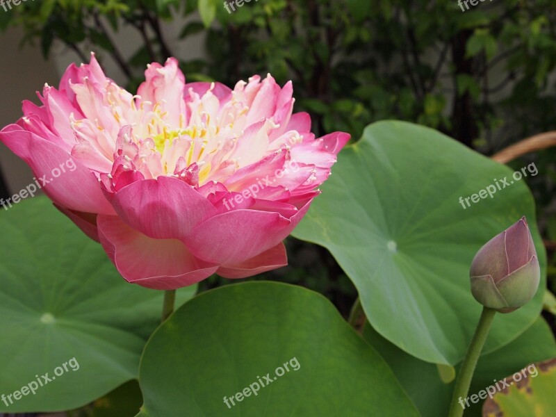 Flowers Lotus Pink Lotus Leaf Nature