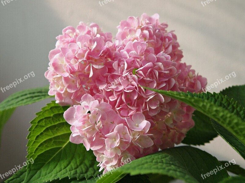 Flowers Hydrangeas Pink Nature Flower