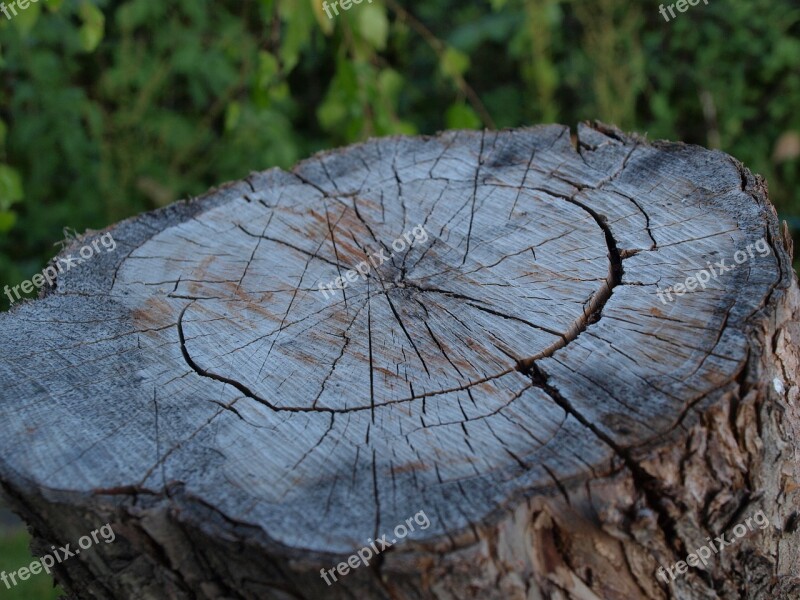 Stump Deck Tree Texture Blockhouse