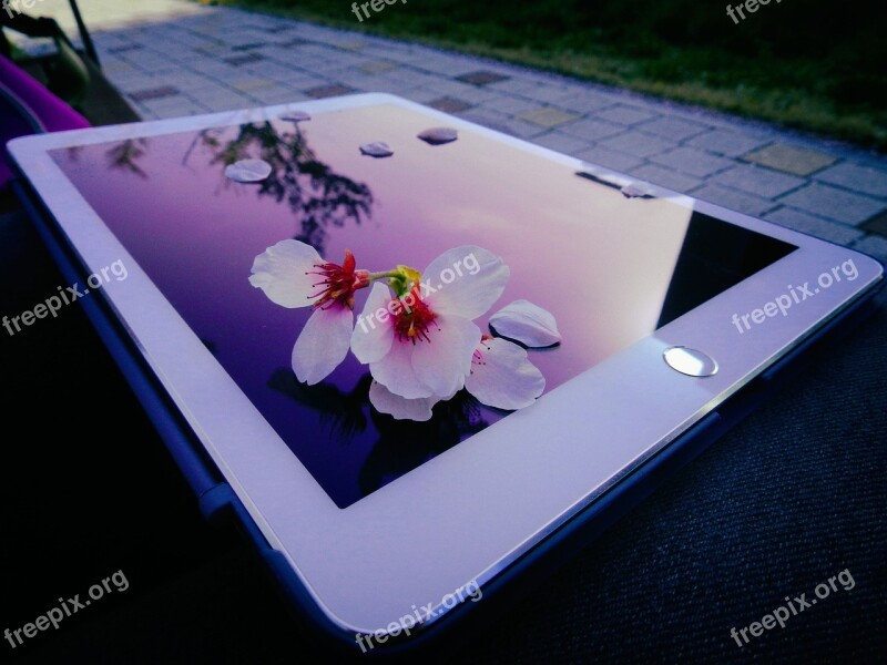 Flowers Cherry Flowers Spring Pink Ipad