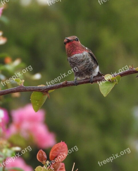 Hummingbird Anna's Hummingbird Bird Free Photos