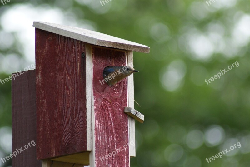 Eastern Bluebird Leaving Birdhouse Food For Chicks Free Photos