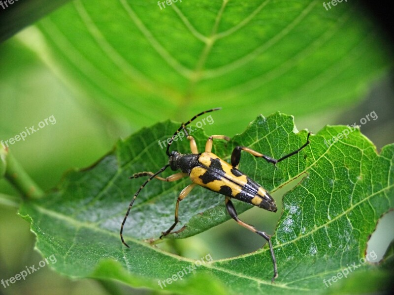 Beetle Leaf Macro Insect Nature