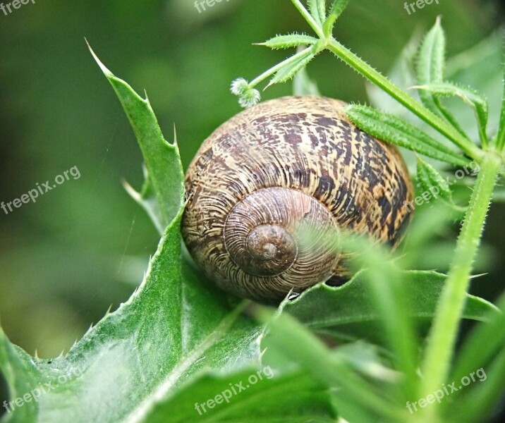 Snail Shell Seashell Travel Crawl