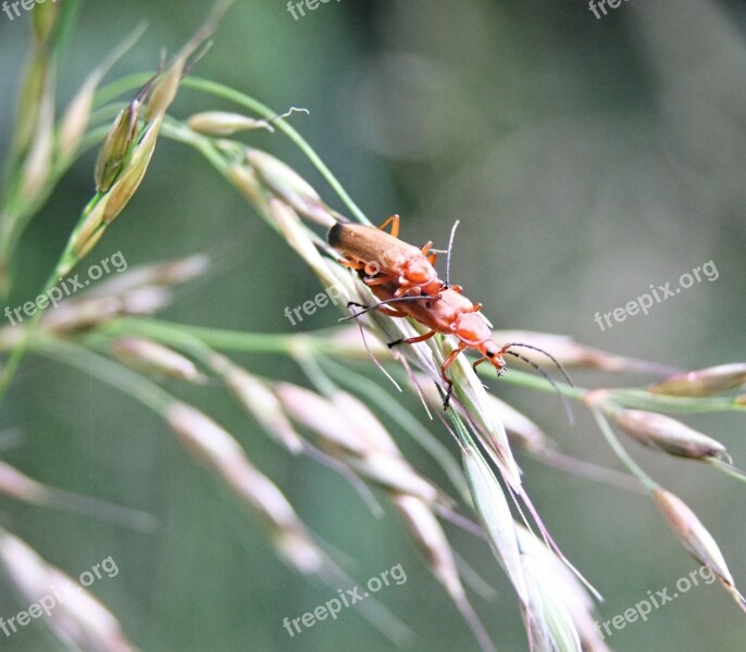 Beetle Macro Golden Scarab Gold