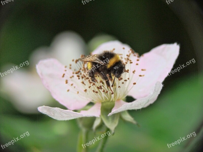 Bee Flower Pollen Nature Honey